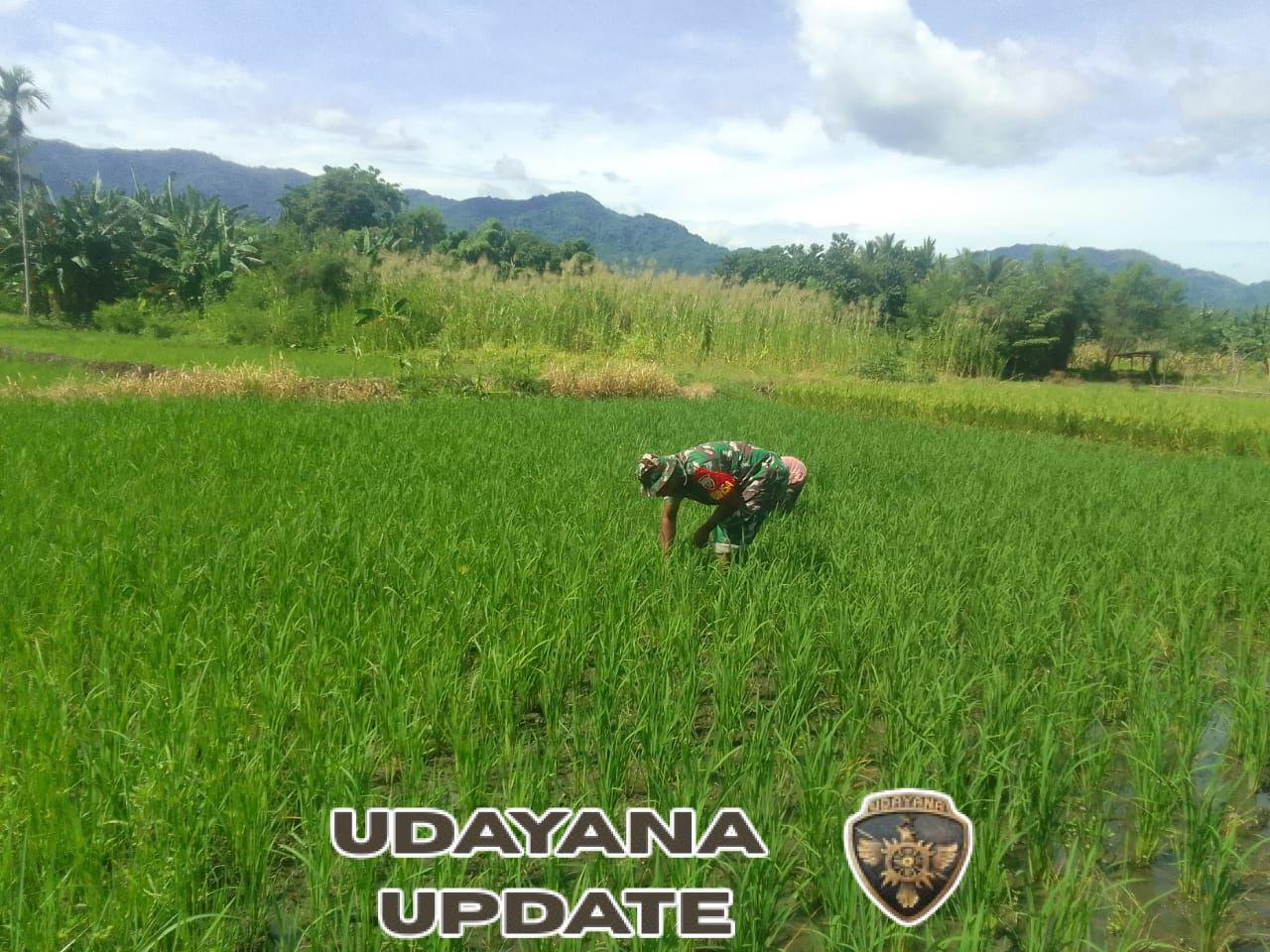 Babinsa Kodim 1622/Alor Bantu Petani Bersihkan Rumput Liar di Petak Sawah