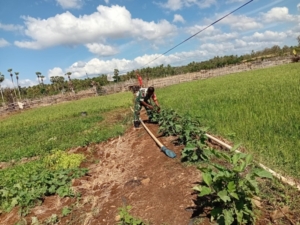 Pendampingan Kepada Petani Peran Aktif Babinsa Dalam Mendukung Program Ketahanan Pangan