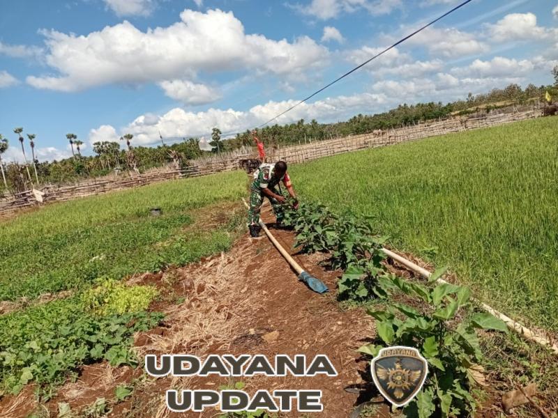 Pendampingan Kepada Petani Peran Aktif Babinsa Dalam Mendukung Program Ketahanan Pangan