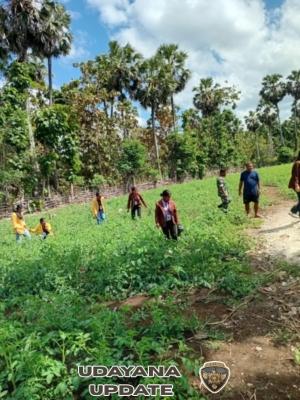 Babinsa Dampingi Warga Rawat dan Bersihkan Tanaman Tomat