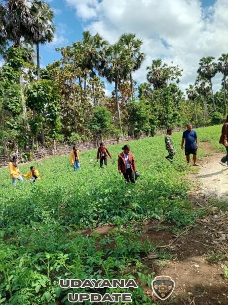 Babinsa Dampingi Warga Rawat dan Bersihkan Tanaman Tomat
