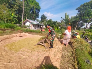 Tak Kenal Lelah Babinsa Aktif Pantau Petani Panen Padi Dukung Ketahanan Pangan