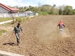 Pembukaan Lahan Ketahanan Pangan Kodim 1613/Sumba Barat Dipantau Babinsa Koramil Loli