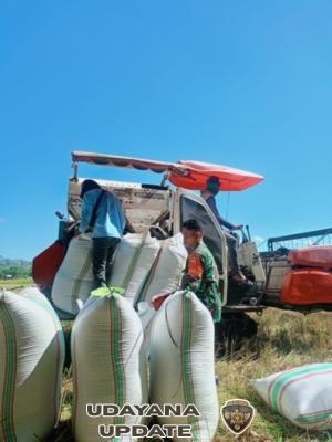 Babinsa Koramil 1614-01 Dompu Dampingi Panen, Petani Dompu Tersenyum