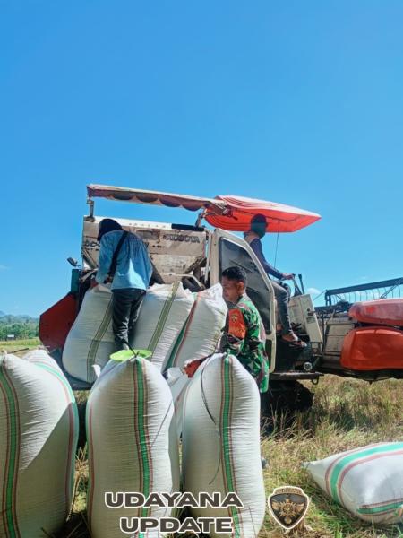 Babinsa Koramil 1614-01 Dompu Dampingi Panen, Petani Dompu Tersenyum