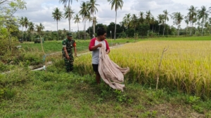 Babinsa Koramil 05/Waingapu Dampingi Petani Usir Hama di Desa Pelapuan