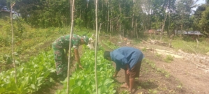 NTT-Sumba Timur,Dalam upaya mendukung ketahanan pangan dan meningkatkan perekonomian masyarakat, Babinsa Koramil 01/Lewa, Kodim 1601/Sumba Timur Praka Stepanus Dappa Taka, turut membantu warga binaan, Bapak Valen (52), dalam membersihkan lahan (beden) tanaman hortikultura di Desa Persiapan Kambumoru, Kecamatan Lewa Tidahu, Kabupaten Sumba Timur,pada Hari Minggu (20/07/2025).  Kegiatan ini dilaksanakan sebagai wujud nyata kedekatan TNI dengan masyarakat dan komitmen Babinsa dalam membantu warga di wilayah binaannya.  Dalam kesempatan tersebut, Praka Stepanus tidak hanya membantu secara fisik, namun juga memberikan semangat dan motivasi kepada Bapak Valen agar tetap giat mengelola lahan pertaniannya. Ia menyampaikan bahwa kerja keras di bidang pertanian merupakan salah satu upaya penting untuk membantu menopang ekonomi keluarga.  “Kami berharap warga tetap semangat dalam bertani, karena ini bukan hanya soal ketahanan pangan, tapi juga tentang keberlangsungan hidup keluarga,” ujar Praka Stepanus.  Kegiatan ini mendapatkan sambutan hangat dari warga sekitar, yang merasa terbantu dan semakin termotivasi dalam mengelola lahan pertanian mereka.  (Pendim 1601 ST)