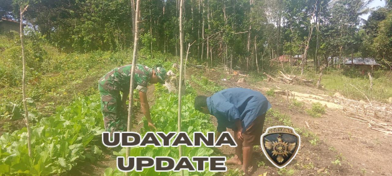 NTT-Sumba Timur,Dalam upaya mendukung ketahanan pangan dan meningkatkan perekonomian masyarakat, Babinsa Koramil 01/Lewa, Kodim 1601/Sumba Timur Praka Stepanus Dappa Taka, turut membantu warga binaan, Bapak Valen (52), dalam membersihkan lahan (beden) tanaman hortikultura di Desa Persiapan Kambumoru, Kecamatan Lewa Tidahu, Kabupaten Sumba Timur,pada Hari Minggu (20/07/2025). Kegiatan ini dilaksanakan sebagai wujud nyata kedekatan TNI dengan masyarakat dan komitmen Babinsa dalam membantu warga di wilayah binaannya. Dalam kesempatan tersebut, Praka Stepanus tidak hanya membantu secara fisik, namun juga memberikan semangat dan motivasi kepada Bapak Valen agar tetap giat mengelola lahan pertaniannya. Ia menyampaikan bahwa kerja keras di bidang pertanian merupakan salah satu upaya penting untuk membantu menopang ekonomi keluarga. “Kami berharap warga tetap semangat dalam bertani, karena ini bukan hanya soal ketahanan pangan, tapi juga tentang keberlangsungan hidup keluarga,” ujar Praka Stepanus. Kegiatan ini mendapatkan sambutan hangat dari warga sekitar, yang merasa terbantu dan semakin termotivasi dalam mengelola lahan pertanian mereka. (Pendim 1601 ST)