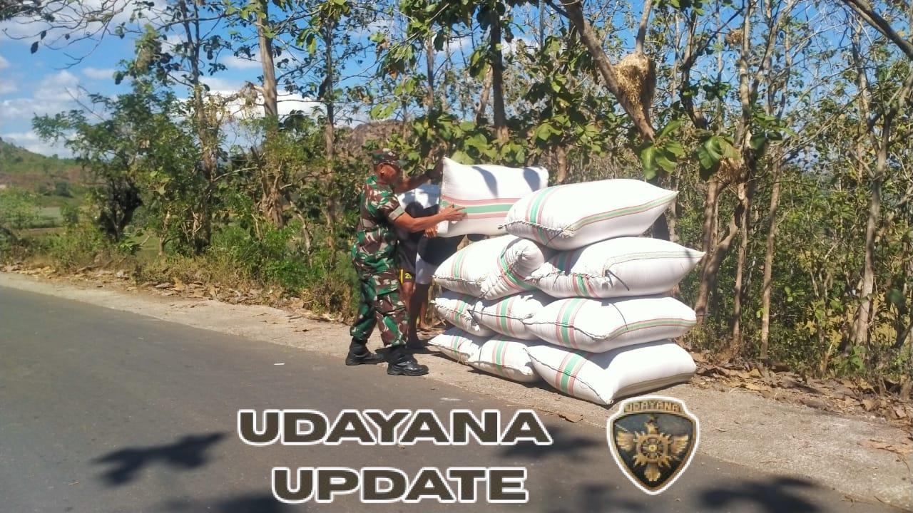 Babinsa Mangge Asi Dampingi Panen Padi, Serap 89 Karung Gabah untuk Bulog