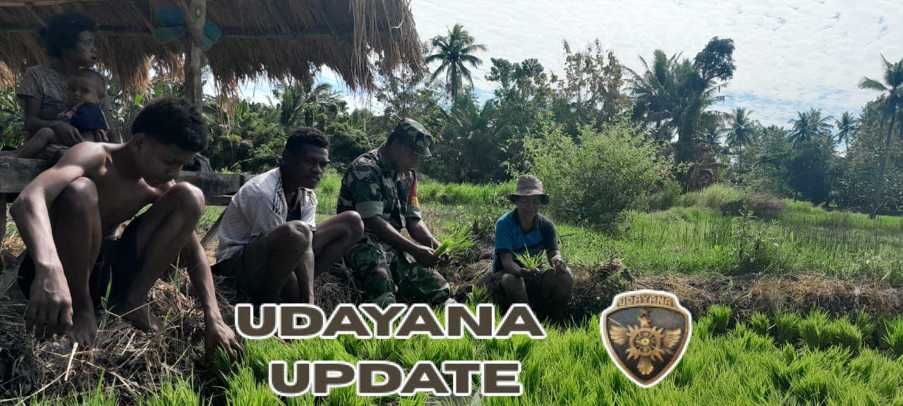 Babinsa Pailelang Dampingi Penanaman Bibit Padi LTT