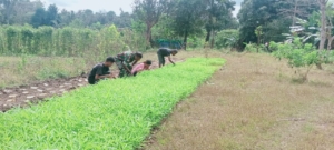 Dukung Ketahanan Pangan, Babinsa Koramil 1618-06 Bantu Petani Sayur di Lapangan