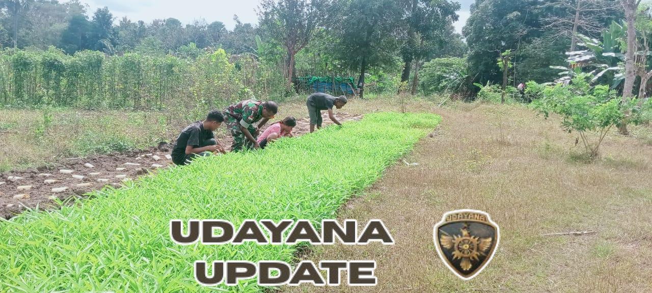 Dukung Ketahanan Pangan, Babinsa Koramil 1618-06 Bantu Petani Sayur di Lapangan