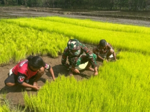 Babinsa Koramil 06/Karera Dampingi Petani Cabut Bibit Padi di Desa Watubara