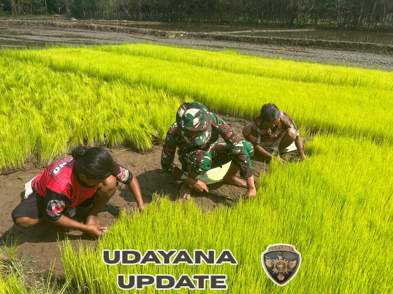 Babinsa Koramil 06/Karera Dampingi Petani Cabut Bibit Padi di Desa Watubara