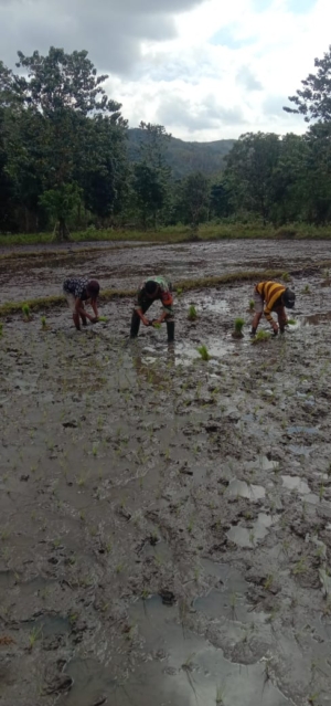 Dukung Swasembada Pangan Babinsa Koramil 04/Tabundung Bantu Petani Tanam Padi