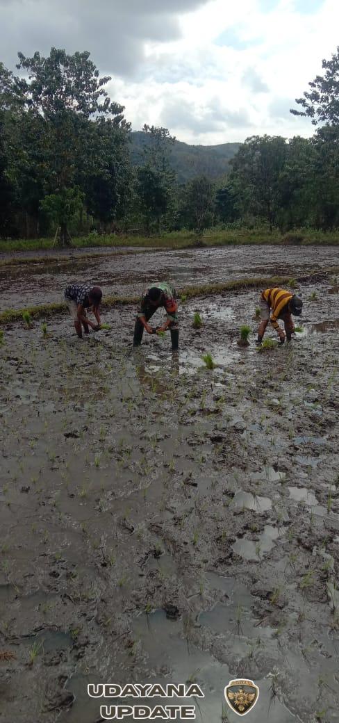 Dukung Swasembada Pangan Babinsa Koramil 04/Tabundung Bantu Petani Tanam Padi