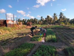 Laksanakan Pendampingan Kepada Petani Babinsa Bantu Pupuk Sayuran Sawi Hijau