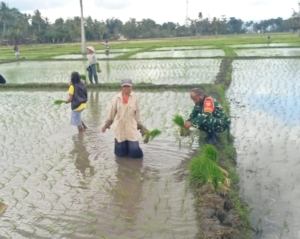 Dukung Ketahanan Pangan, Babinsa Koramil 1618-05/Biut Terjun Langsung Bantu Petani Tanam dan Rawat Padi