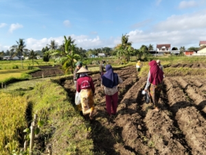 Babinsa Bersama Poktan Tanam Jagung Untuk Dukung Swasembada Pangan