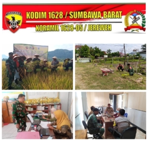 Koramil 1628-05/Jereweh Laksanakan Panen Raya dan Pembenahan Pangkalan di Hari yang Sama