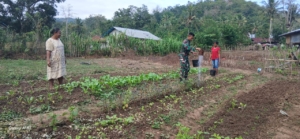 Sinergi TNI dan Petani, Babinsa Tabundung Bantu Pengawasan Kebun Sayur
