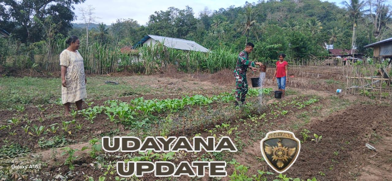 Sinergi TNI dan Petani, Babinsa Tabundung Bantu Pengawasan Kebun Sayur