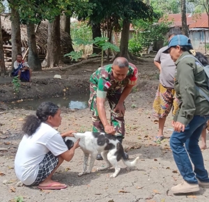 Babinsa Serka Legius Ludji Leo Bersama Petugas Vaksin Hewan di TTU
