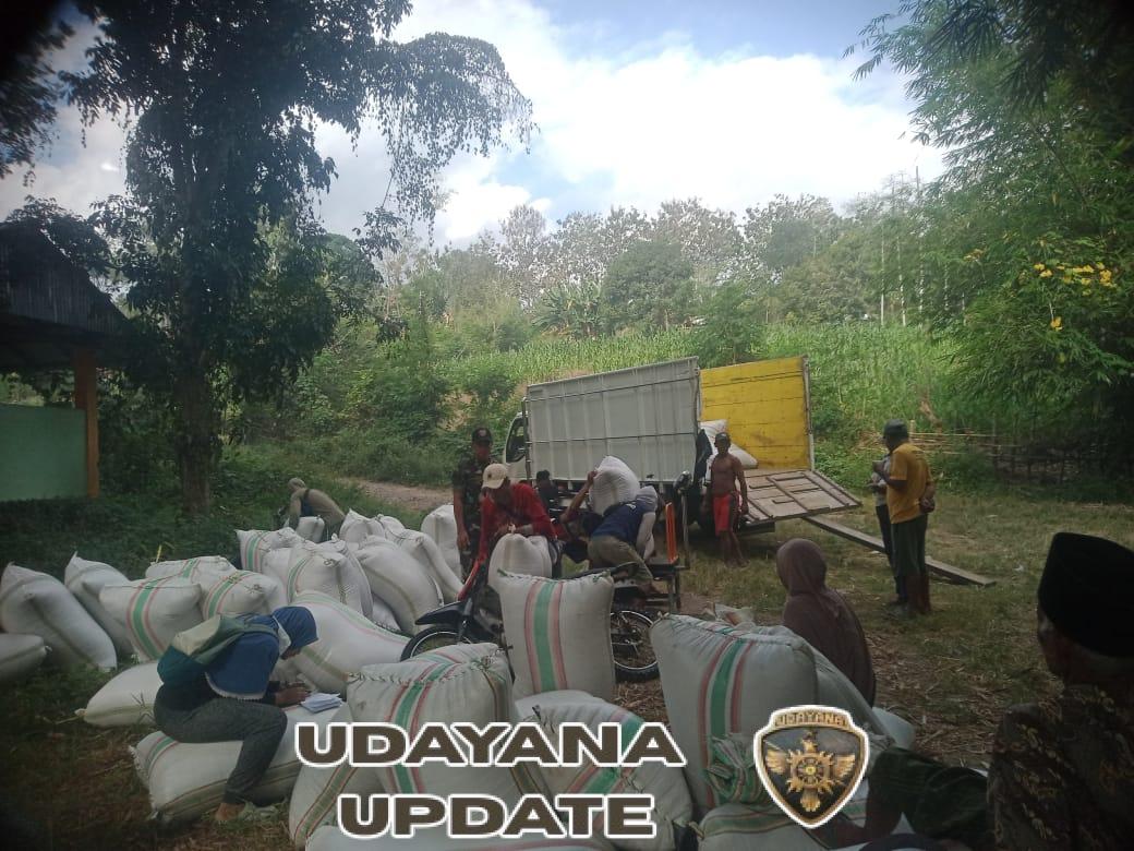 Sinergi TNI dan Bulog, Serap Hasil Panen Petani Dompu