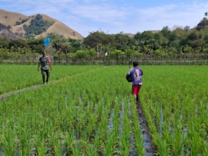 Babinsa Kodim 1602/Ende Aktif Lakukan Komsos dan Pendampingan Petani di Kotabaru