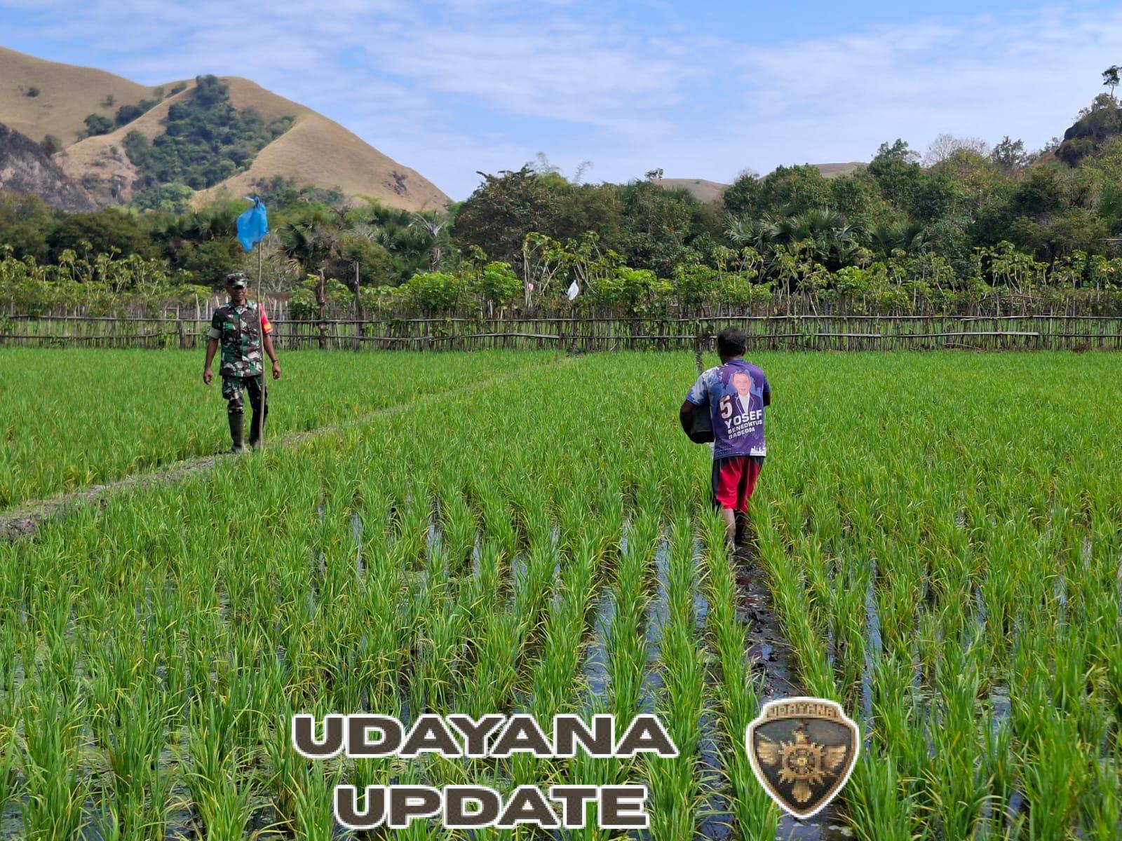 Babinsa Kodim 1602/Ende Aktif Lakukan Komsos dan Pendampingan Petani di Kotabaru