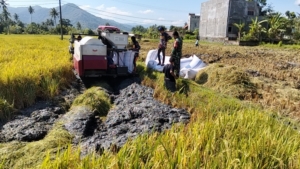 Tingkatkan Produktivitas Pertanian, Babinsa Menala Turun ke Sawah Saat Panen