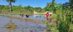 Babinsa Koramil 06/Karera Dampingi Petani Tanam Padi di Desa Kakaha