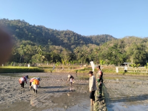 Babinsa dan PPL Dorong Produktivitas Petani melalui Sistem Tanam Tabela di Taliwang