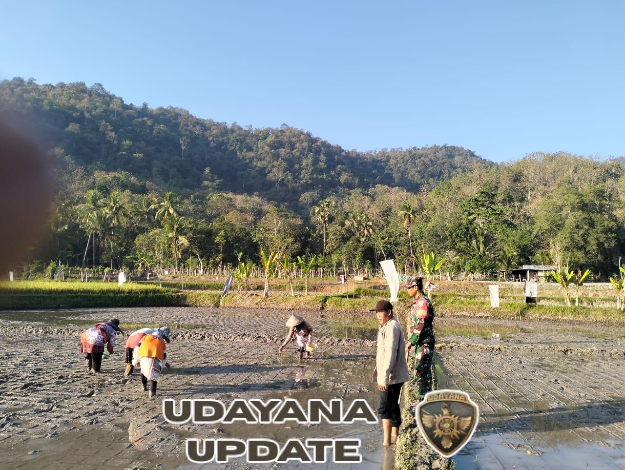 Babinsa dan PPL Dorong Produktivitas Petani melalui Sistem Tanam Tabela di Taliwang