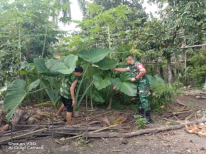 Sinergi Babinsa dan Petani dalam Panen Ubi Talas di Nangapanda