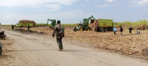 Sinergi TNI-Polri: Babinsa dan Bhabinkamtibmas Amankan Panen Tebu di Kabaru