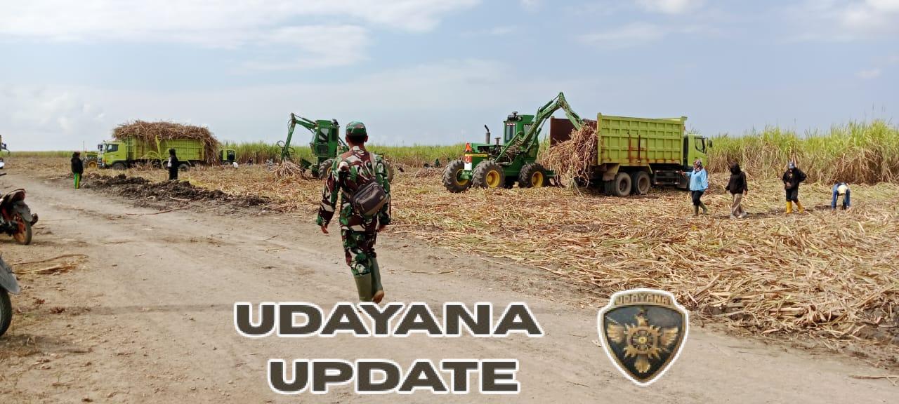 Sinergi TNI-Polri: Babinsa dan Bhabinkamtibmas Amankan Panen Tebu di Kabaru