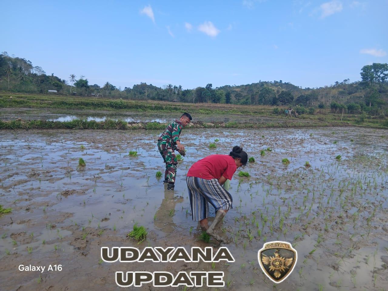 Babinsa Koramil 04/Tabundung Bantu Petani Tanam Padi di Desa Praing Kareha