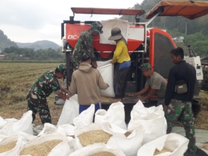 Panen Raya Besar-besaran! Koramil Rasanae Garap 14 Ha Sawah demi Ketahanan Pangan Bima