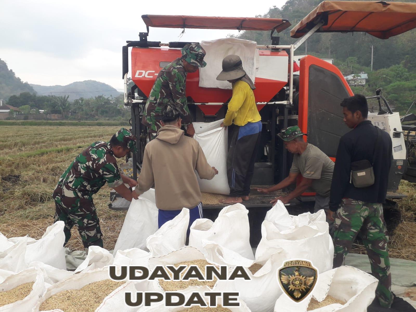 Panen Raya Besar-besaran! Koramil Rasanae Garap 14 Ha Sawah demi Ketahanan Pangan Bima