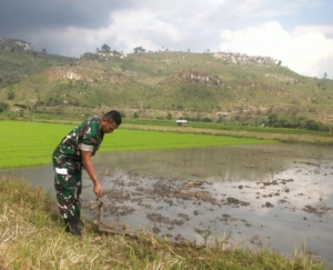 Babinsa Koramil 1614-01 Dompu cek Langsung Lahan Tanam Padi di Mangge Asi
