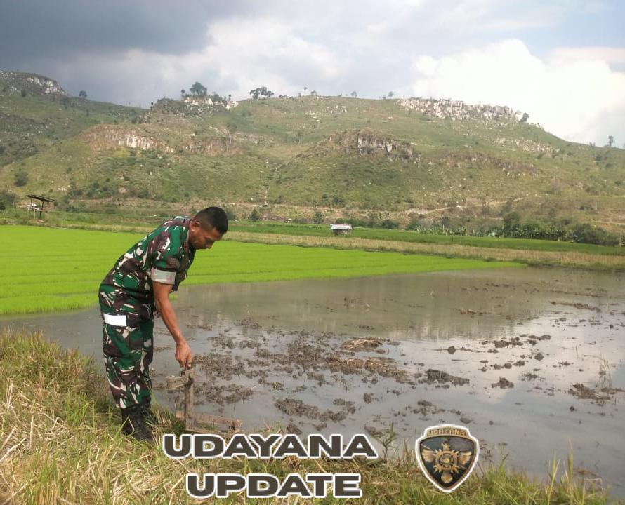 Babinsa Koramil 1614-01 Dompu cek Langsung Lahan Tanam Padi di Mangge Asi