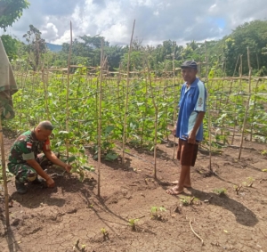 Wujud Nyata Kepedulian TNI, Babinsa Koramil 1618-04/Bisel Bantu Perawatan Tanaman Sayur di Desa Binaan