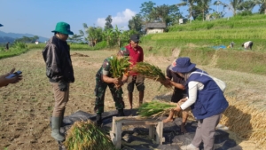 Panen raya padi di Subak Dukuh wujud sinergi TNI Koramil 1623-04/Sidemen dengan petani.