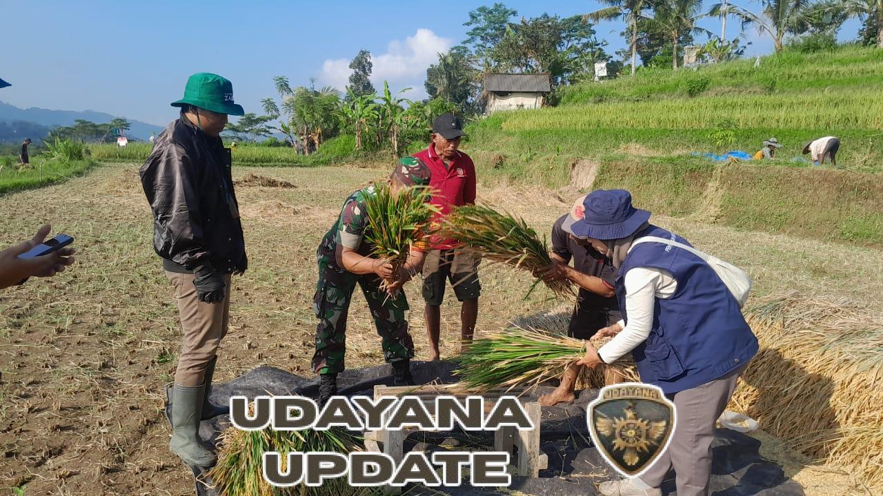 Panen raya padi di Subak Dukuh wujud sinergi TNI Koramil 1623-04/Sidemen dengan petani.
