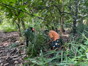 Peduli Pertanian, Babinsa Kodim 1602/Ende Dampingi Warga Kelola Kebun Kakao