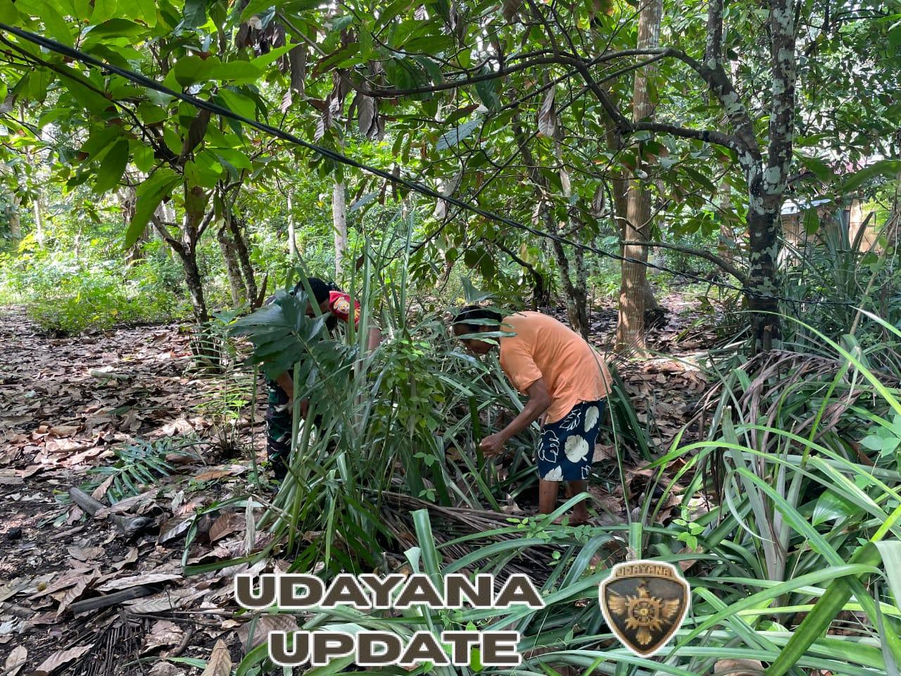 Peduli Pertanian, Babinsa Kodim 1602/Ende Dampingi Warga Kelola Kebun Kakao