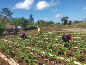 Dukung Ketahanan Pangan, Babinsa Kunjungi Petani Hortikultura di Desa Pondok