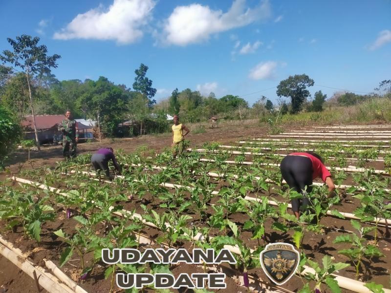 Dukung Ketahanan Pangan, Babinsa Kunjungi Petani Hortikultura di Desa Pondok
