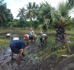 Babinsa Pahunga Lodu Damping Petani Tanam Padi di Musim Tanam